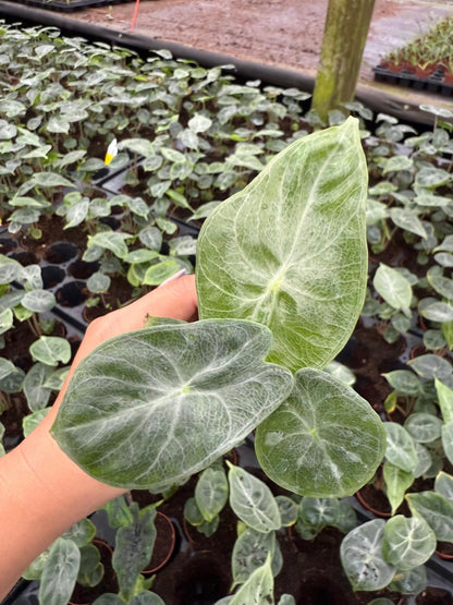 Alocasia Ivory Coast – Live Alocasia Plant | Elegant Indoor Houseplant