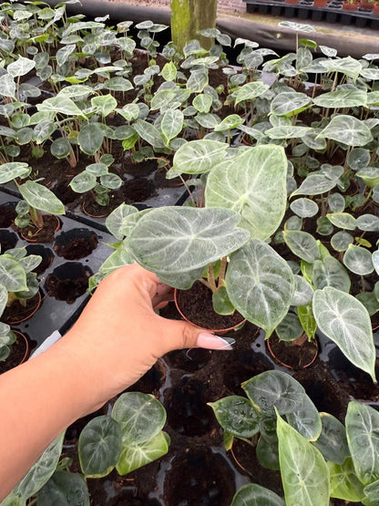 Alocasia Ivory Coast – Live Alocasia Plant | Elegant Indoor Houseplant