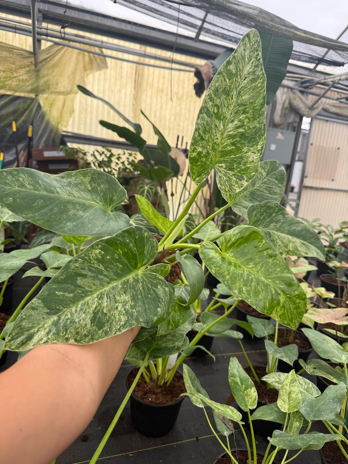 Philodendron Giganteum Blizzard – Rare Variegated Tropical Houseplant, Large Glossy Leaves, Collector’s Plant