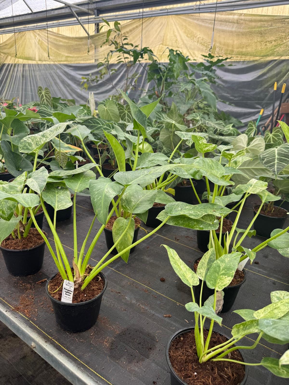 Philodendron Giganteum Blizzard – Rare Variegated Tropical Houseplant, Large Glossy Leaves, Collector’s Plant