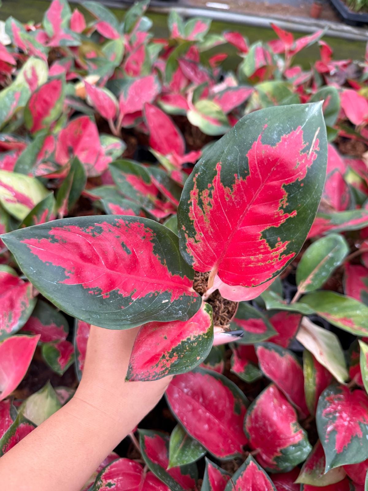Live Aglaonema Suksom Jaipong – Pink Chinese Evergreen | Indoor Low Light Plant