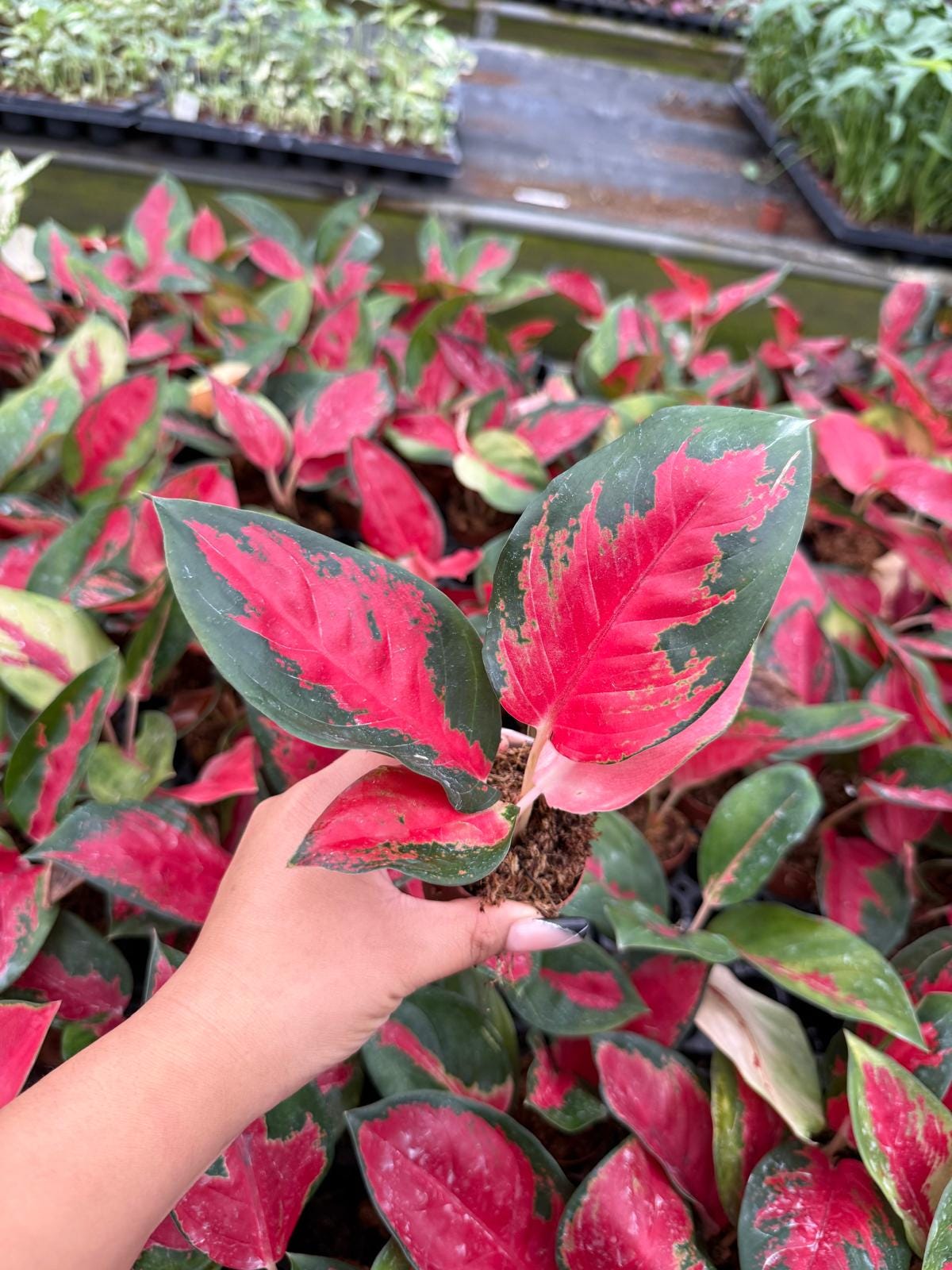 Live Aglaonema Suksom Jaipong – Pink Chinese Evergreen | Indoor Low Light Plant