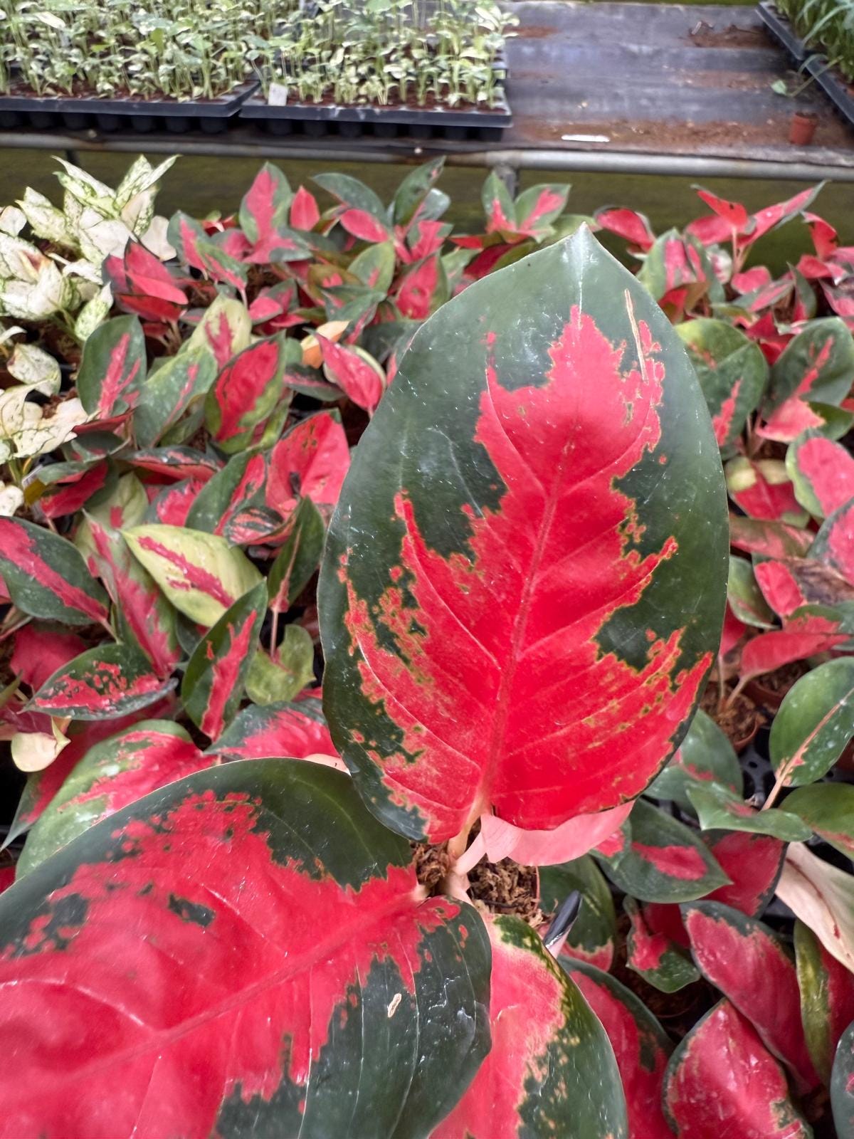 Live Aglaonema Suksom Jaipong – Pink Chinese Evergreen | Indoor Low Light Plant