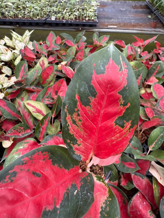 aglaonema suksom jaipong Live Aglaonema Suksom Jaipong – Pink Chinese Evergreen
