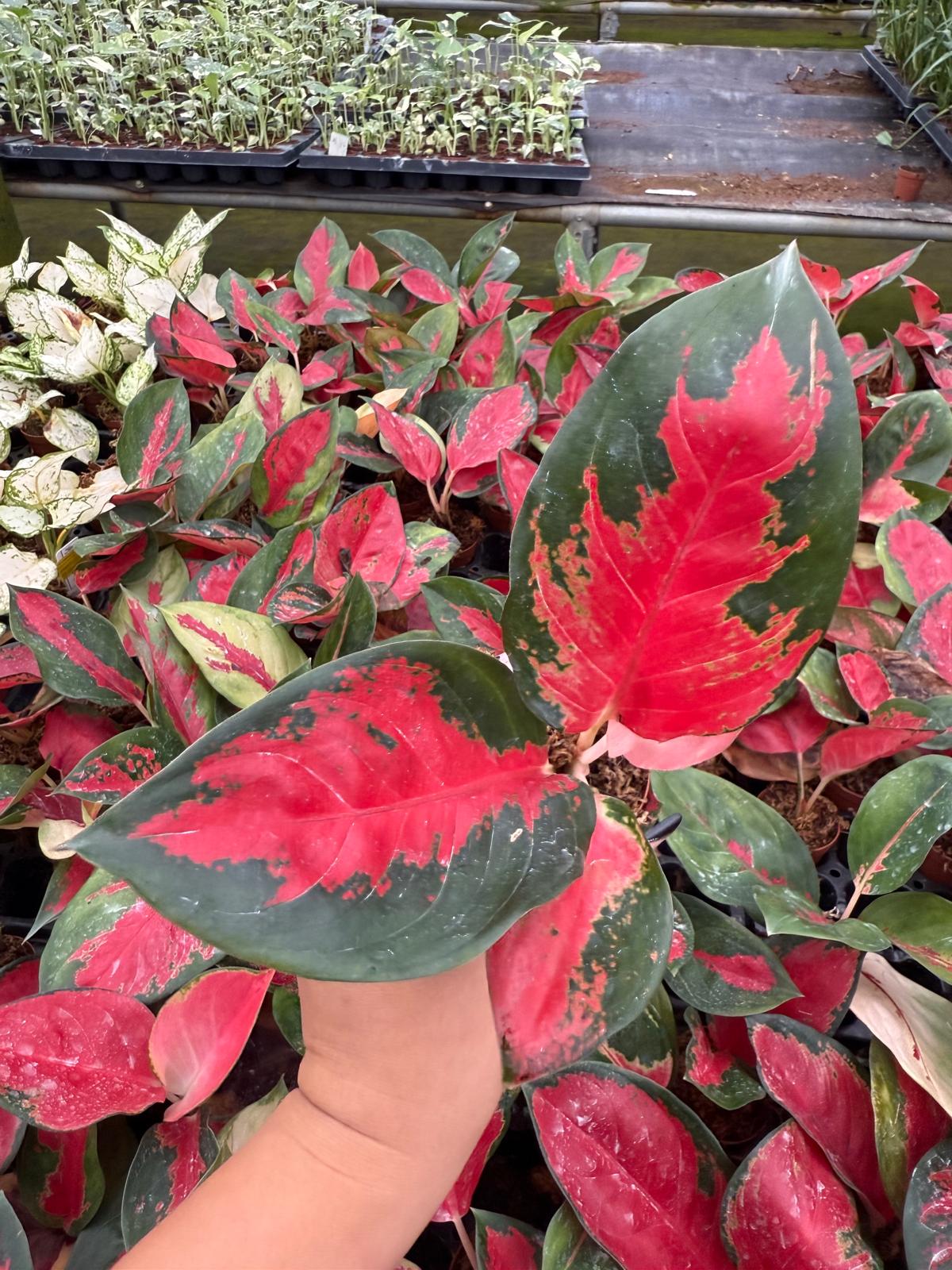 Live Aglaonema Suksom Jaipong – Pink Chinese Evergreen | Indoor Low Light Plant