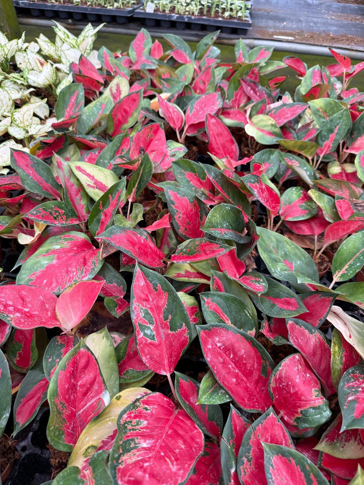 Live Aglaonema Suksom Jaipong – Pink Chinese Evergreen | Indoor Low Light Plant
