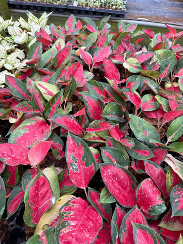 Live Aglaonema Suksom Jaipong – Pink Chinese Evergreen | Indoor Low Light Plant