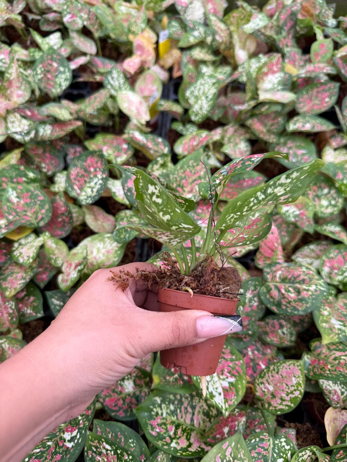 Live Aglaonema Anyamanee Tricolor – Colorful Chinese Evergreen | Indoor Plant