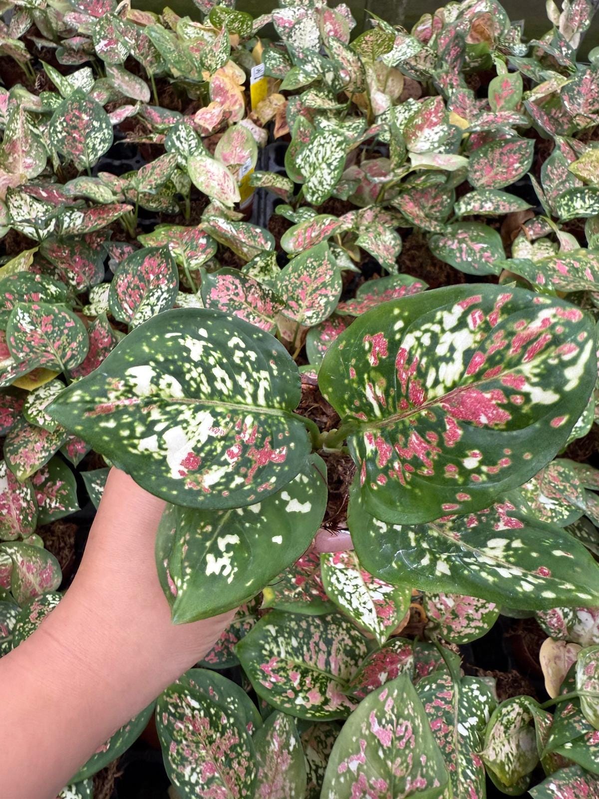 Live Aglaonema Anyamanee Tricolor – Colorful Chinese Evergreen | Indoor Plant