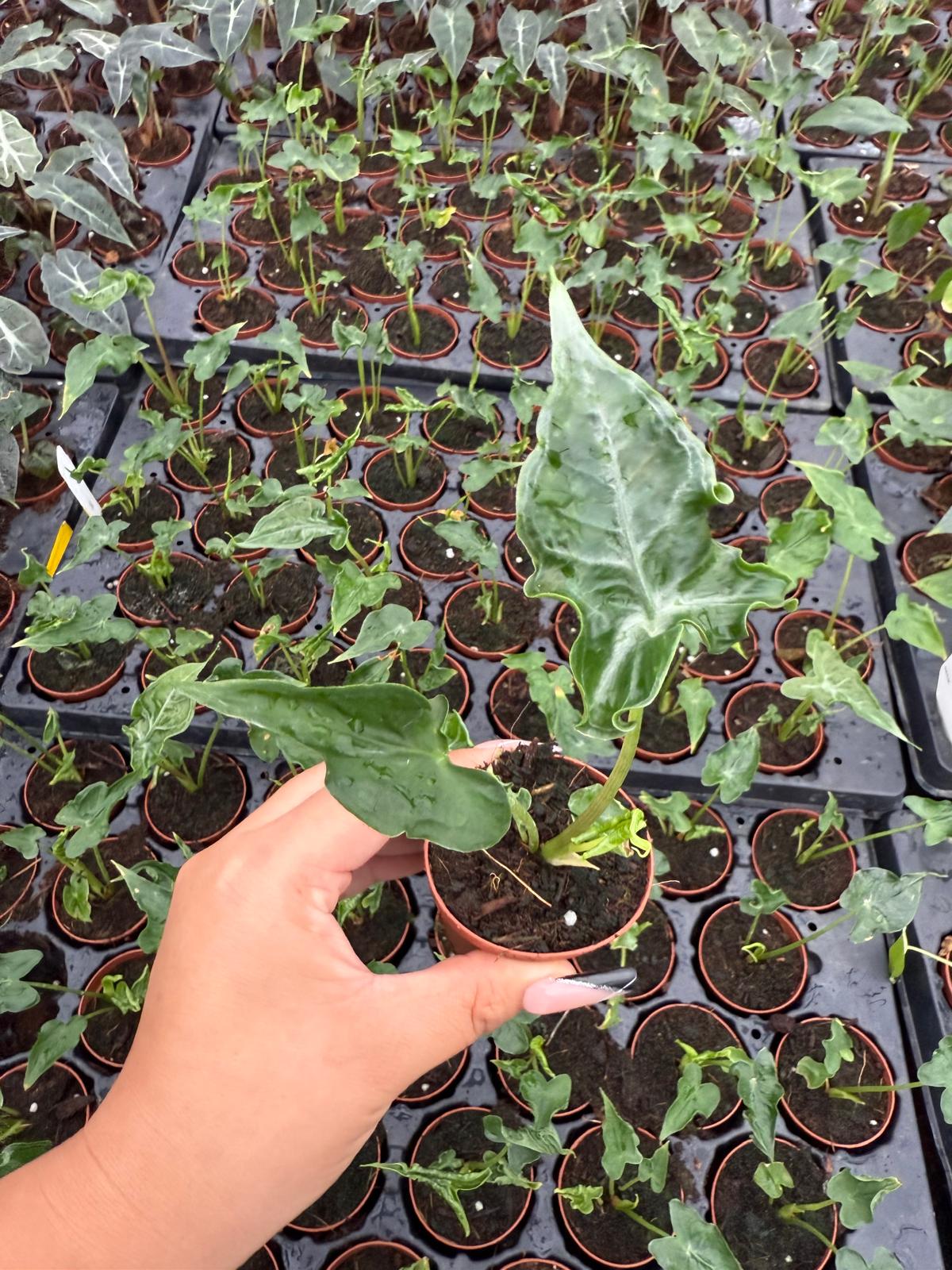 Alocasia Teletubbie – Live Alocasia Plant | Unique Foliage Indoor Houseplant