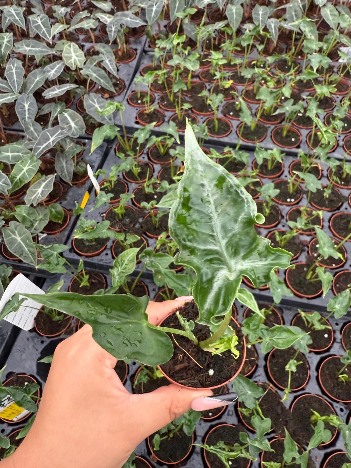 Alocasia Teletubbie – Live Alocasia Plant | Unique Foliage Indoor Houseplant
