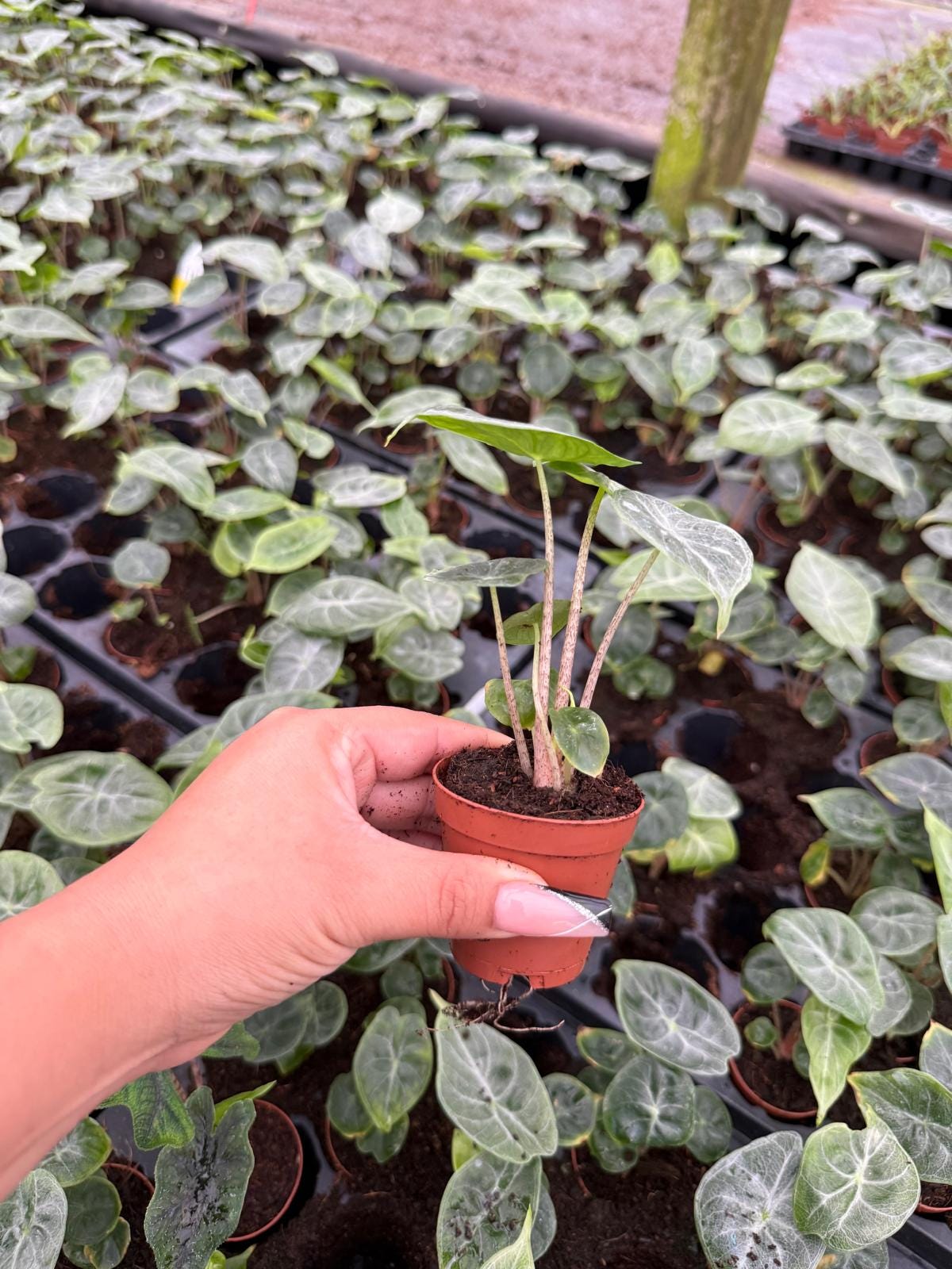 Alocasia Ivory Coast – Live Alocasia Plant | Elegant Indoor Houseplant
