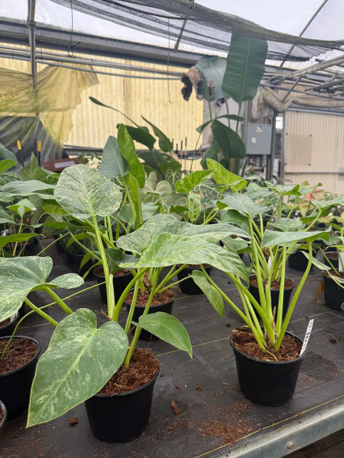 Philodendron Giganteum Blizzard – Rare Variegated Tropical Houseplant, Large Glossy Leaves, Collector’s Plant