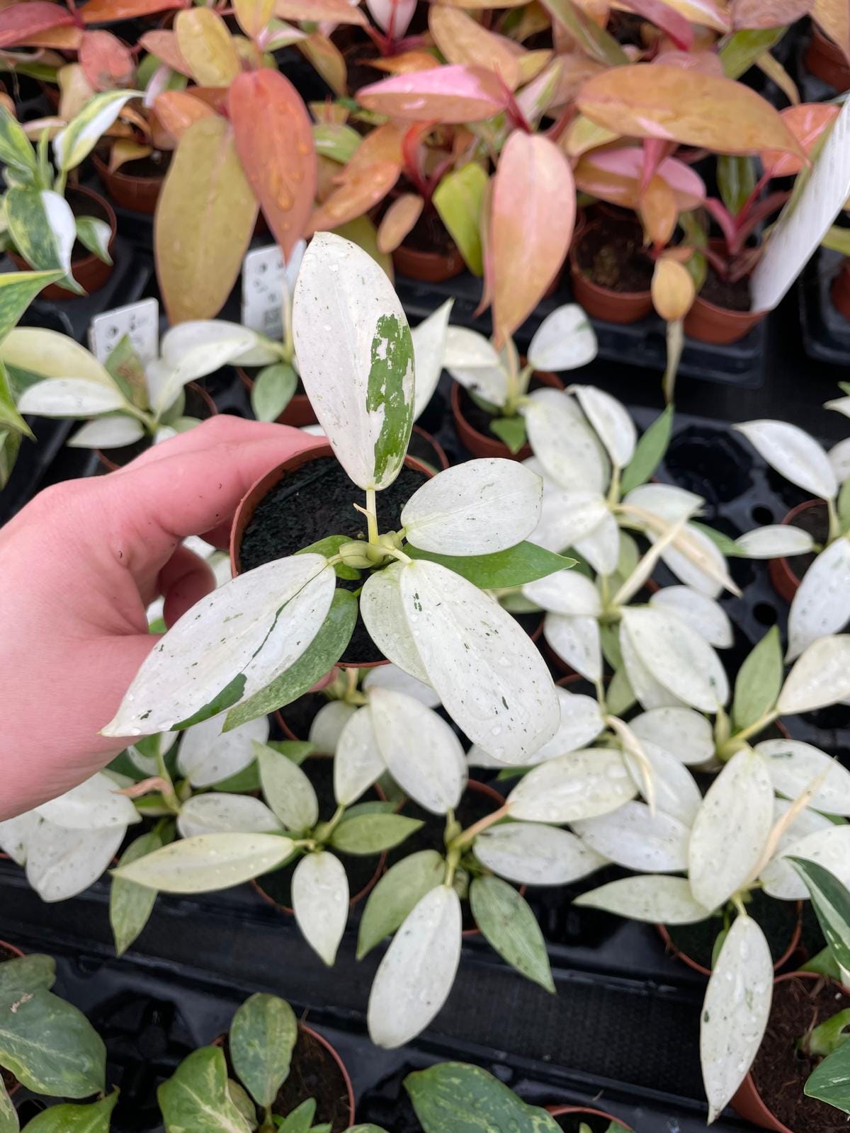 2" Pot Philodendron Whipple Way | Rare Philodendron | Live Indoor Plant