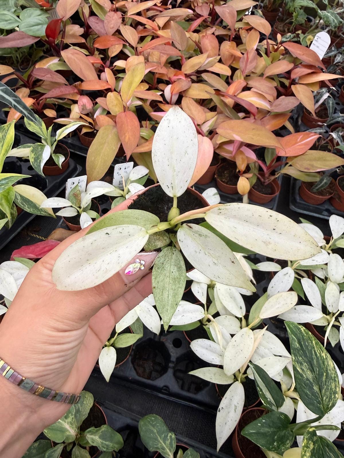 2" Pot Philodendron Whipple Way | Rare Philodendron | Live Indoor Plant