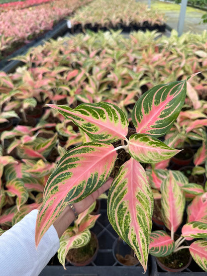 4" Pot Rare Aglaonema Pink Panama | Variegated Foliage Plant | Live Plant