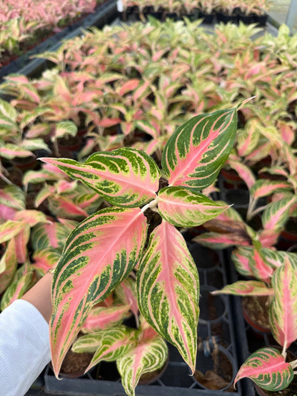 4" Pot Rare Aglaonema Pink Panama | Variegated Foliage Plant | Live Plant