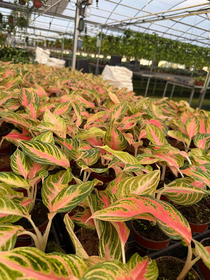 4" Pot Rare Aglaonema Pink Panama | Variegated Foliage Plant | Live Plant