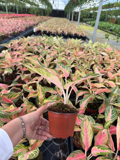 4" Pot Rare Aglaonema Pink Panama | Variegated Foliage Plant | Live Plant