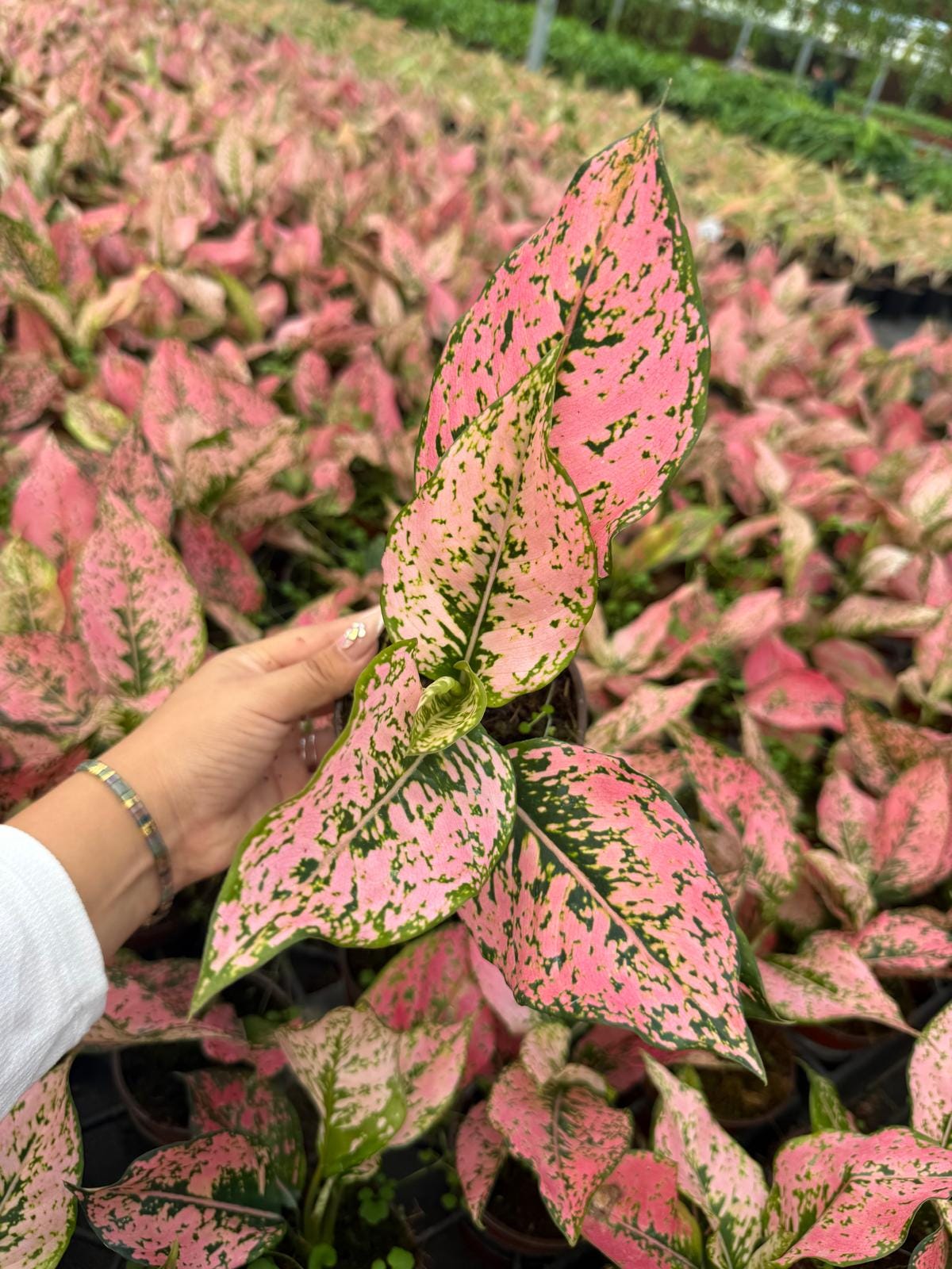 4" Pot Aglaonema Light Pink Triphet Plant | Pink Indoor Houseplant | Live Plant