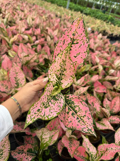 4" Pot Aglaonema Light Pink Triphet Plant | Pink Indoor Houseplant | Live Plant
