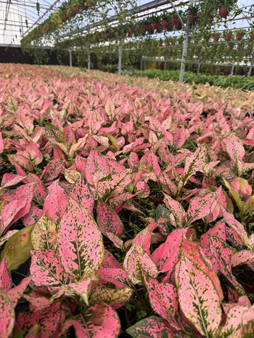 4" Pot Aglaonema Light Pink Triphet Plant | Pink Indoor Houseplant | Live Plant