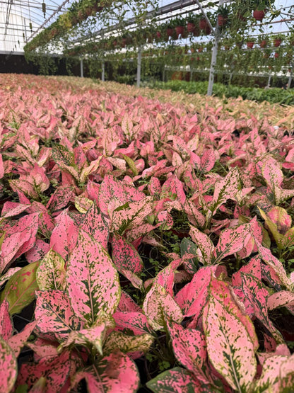 4" Pot Aglaonema Light Pink Triphet Plant | Pink Indoor Houseplant | Live Plant