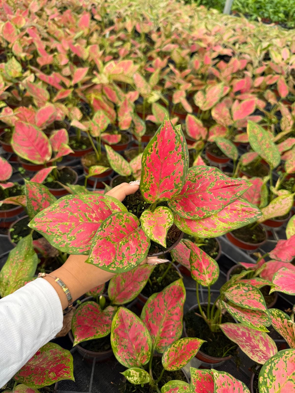 4" Pot Aglaonema Red Kumkoon Plant | Easy-Care Indoor Plant | Live Houseplant