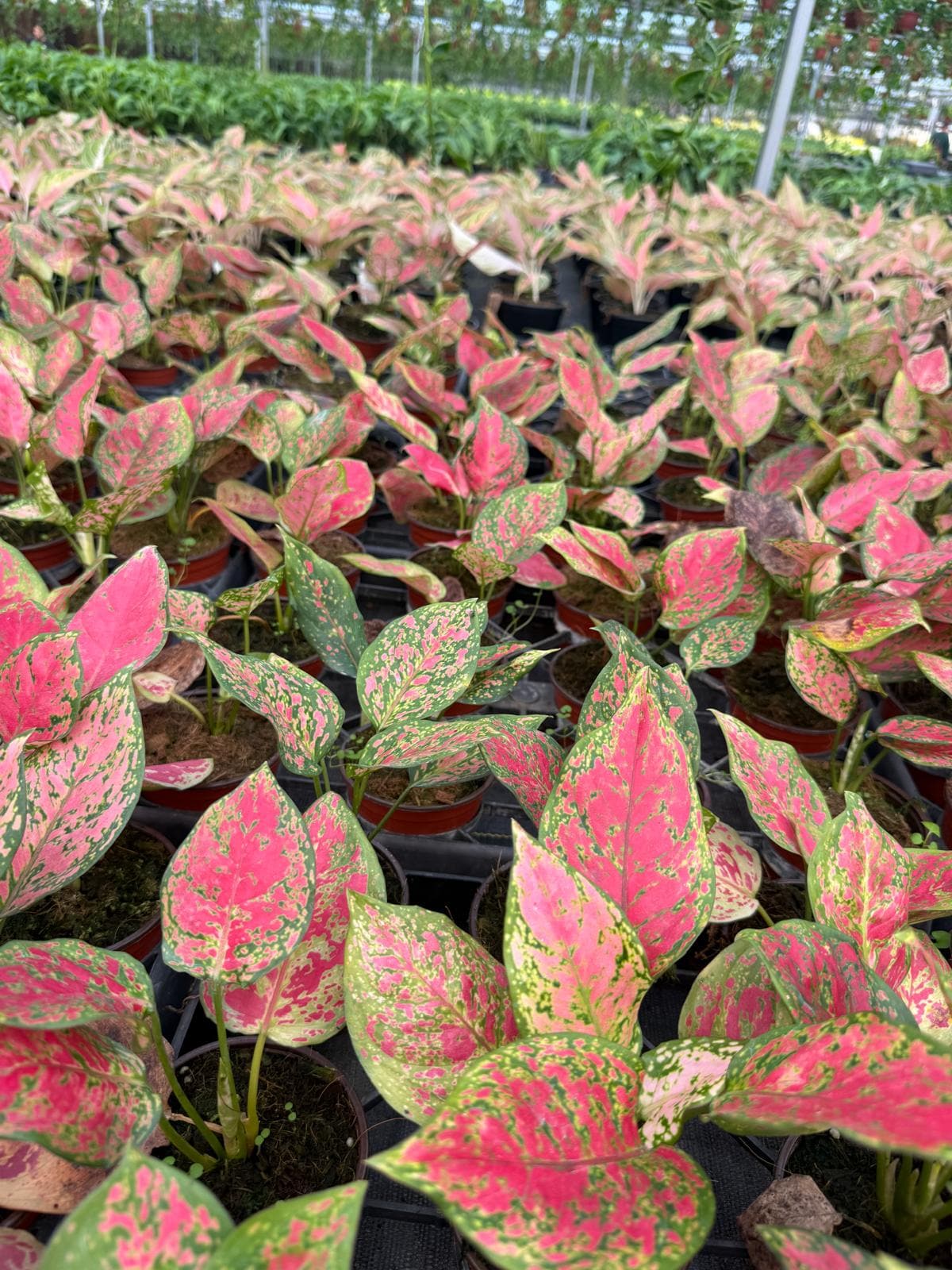 4" Pot Aglaonema Red Kumkoon Plant | Easy-Care Indoor Plant | Live Houseplant