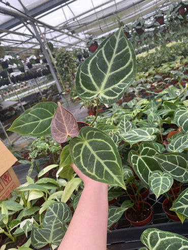 Anthurium Regale Hybrid