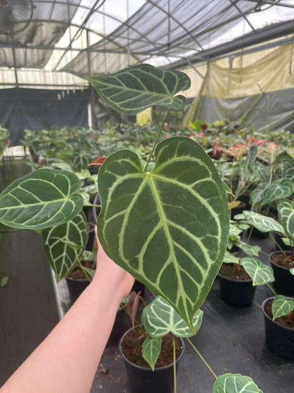 Anthurium Regale Hybrid
