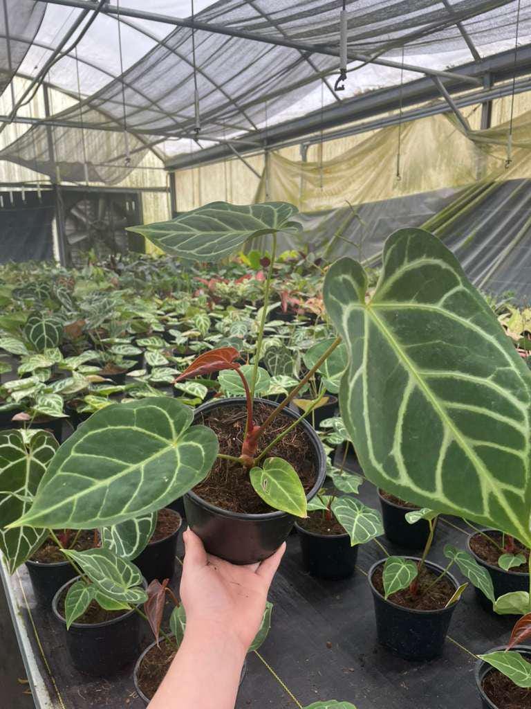 Anthurium Regale Hybrid