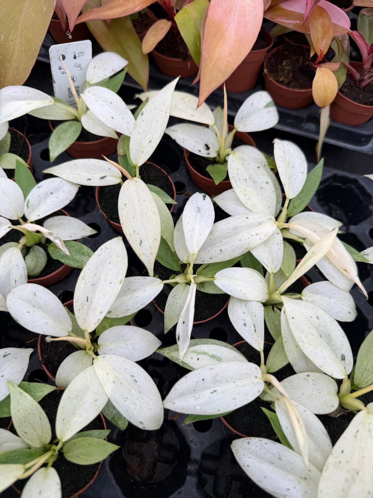 2" Pot Philodendron Whipple Way | Rare Philodendron | Live Indoor Plant