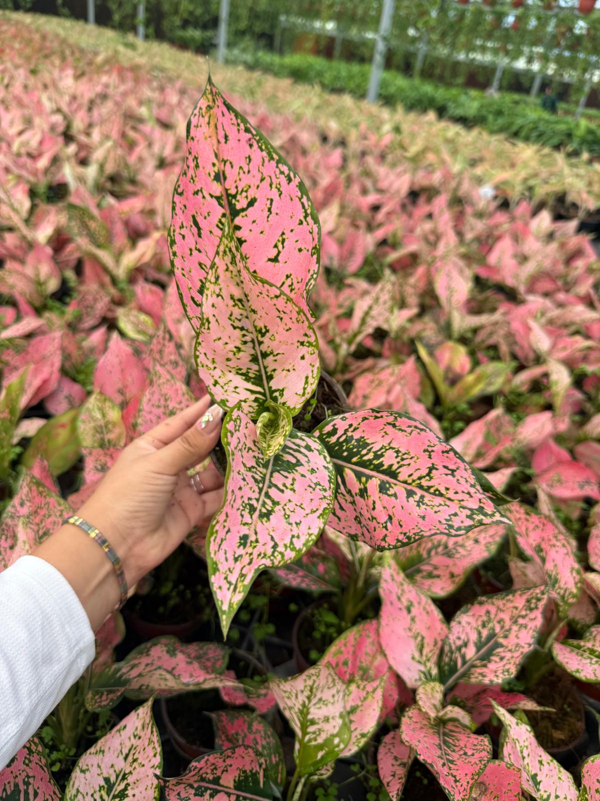 4" Pot Aglaonema Light Pink Triphet Plant | Pink Indoor Houseplant | Live Plant