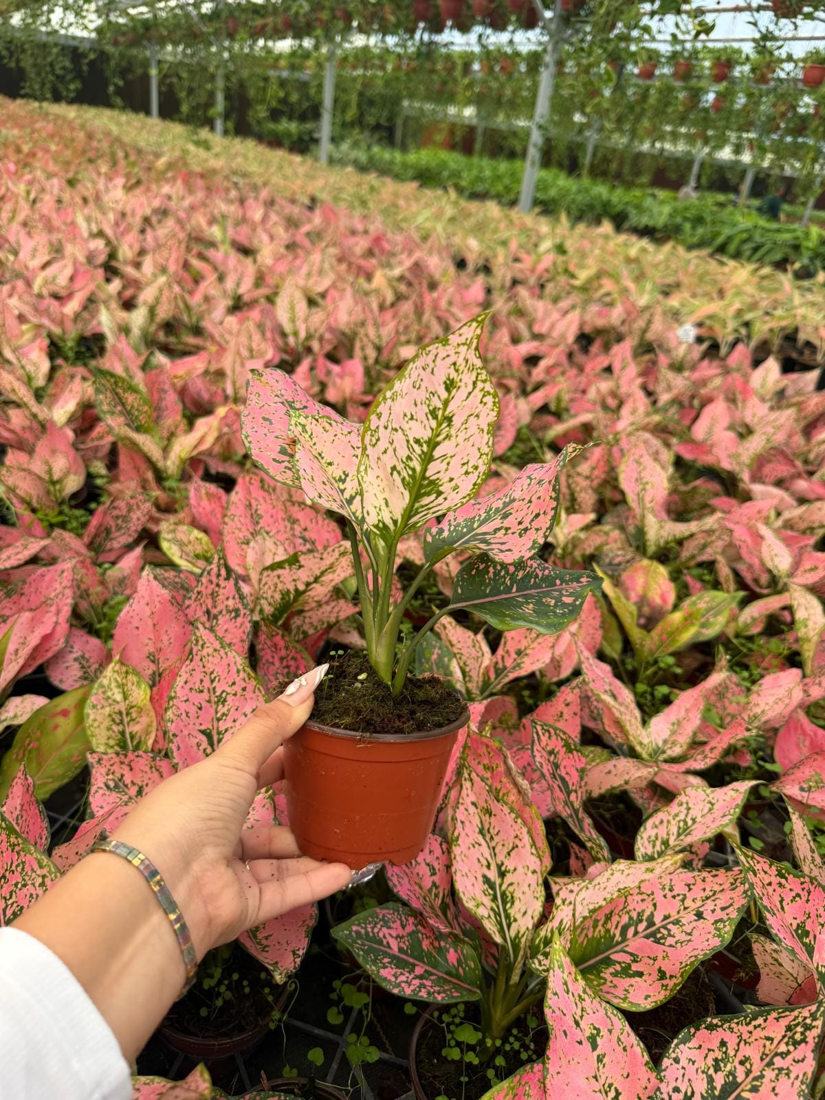 4" Pot Aglaonema Light Pink Triphet Plant | Pink Indoor Houseplant | Live Plant