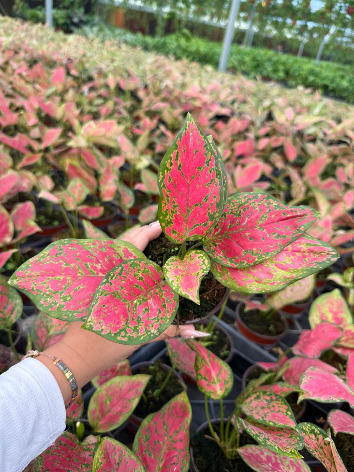 4" Pot Aglaonema Red Kumkoon Plant | Easy-Care Indoor Plant | Live Houseplant