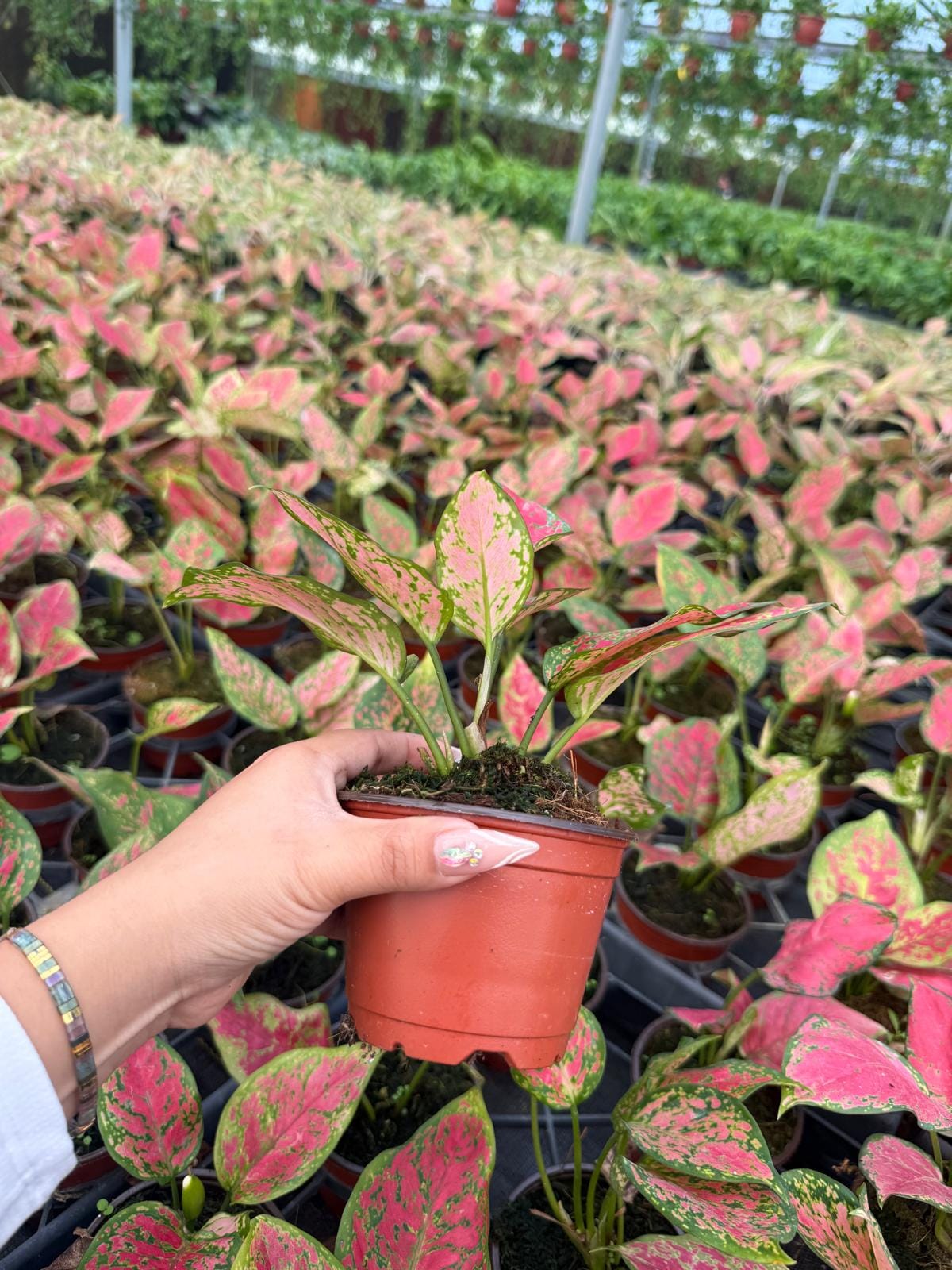 4" Pot Aglaonema Red Kumkoon Plant | Easy-Care Indoor Plant | Live Houseplant