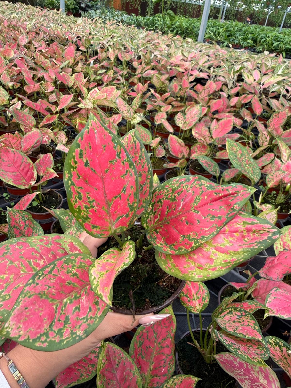 4" Pot Aglaonema Red Kumkoon Plant | Easy-Care Indoor Plant | Live Houseplant