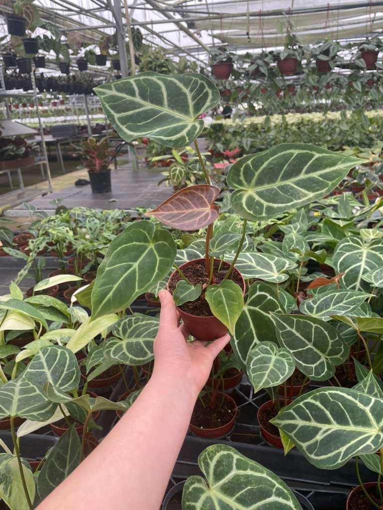 Anthurium Regale Hybrid
