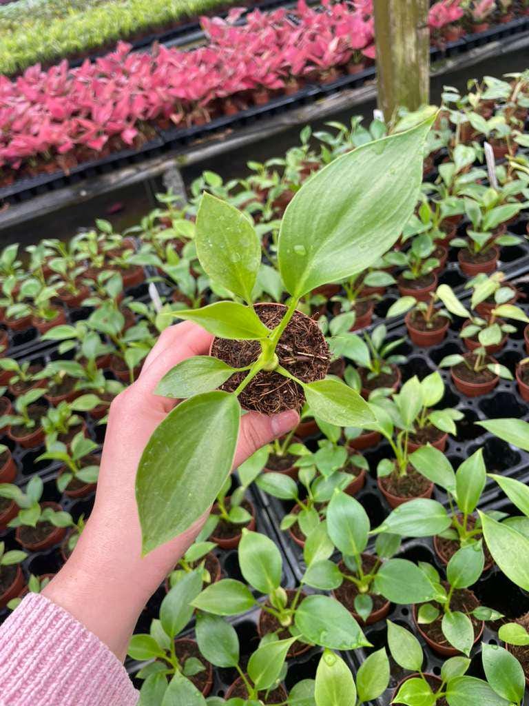 2" Pot Philodendron Warscewiczii Selloum – Large Tropical Indoor Plant, Lush Green Foliage, Rare Houseplant