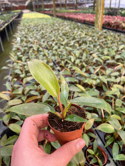 2" Pot Philodendron Sayaka – Trailing Tropical Houseplant, Lush Green Foliage, Indoor Hanging Plant