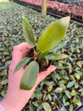 2" Pot Philodendron Sayaka – Trailing Tropical Houseplant, Lush Green Foliage, Indoor Hanging Plant