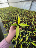 2" Pot Philodendron Calkins Gold – Rare Tropical Houseplant, Golden Variegated Foliage, Indoor Plant