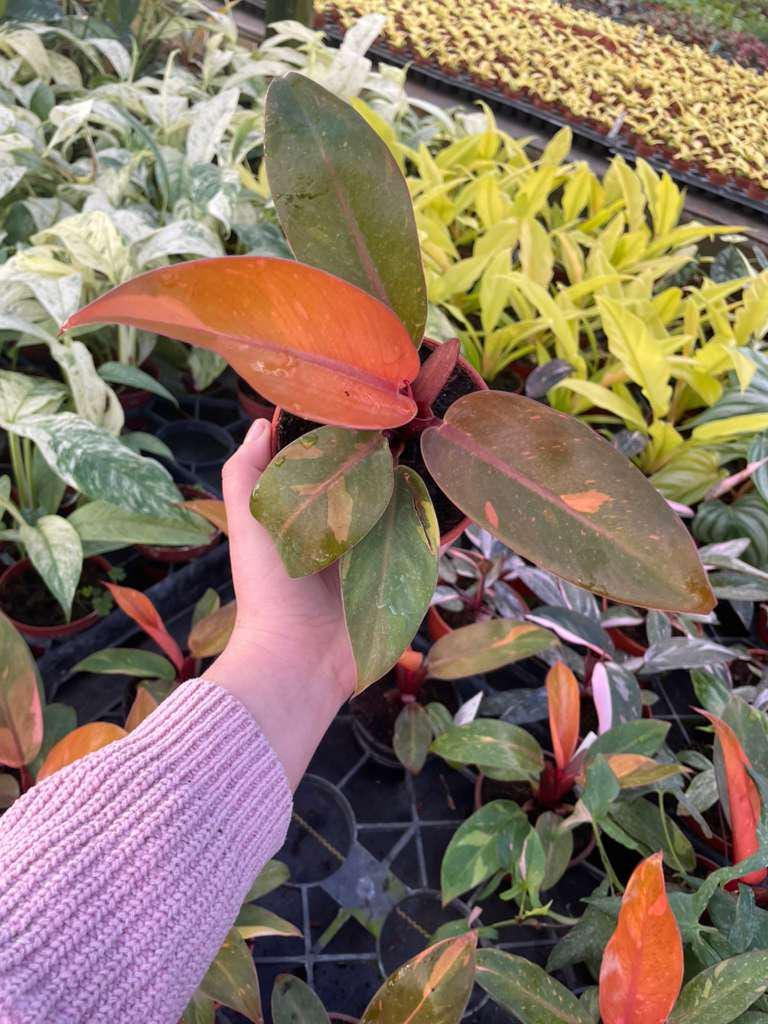 4" Philodendron Prince of Orange Variegated – Rare Tropical Houseplant, Colorful Foliage, Indoor Plant