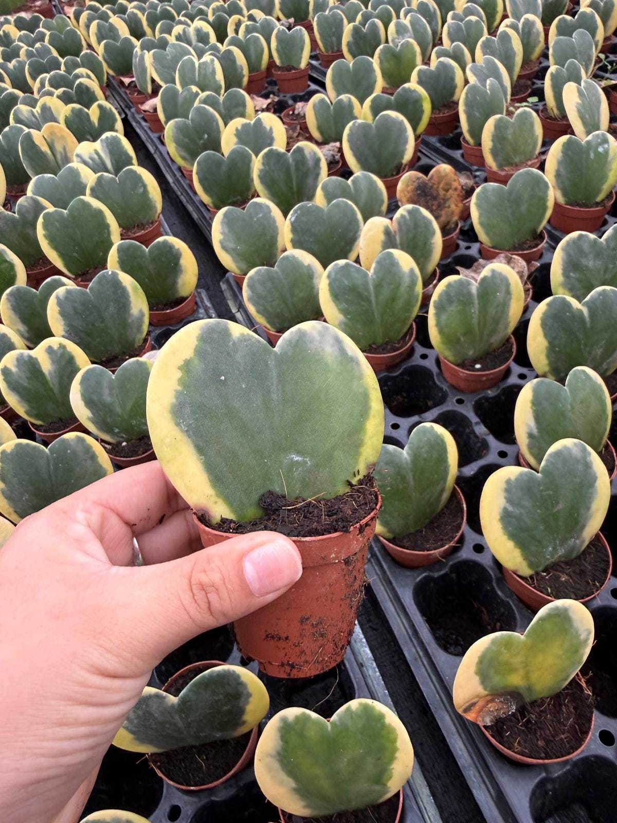 2" Pot Hoya Kerrii Variegated (Heart Plant) – Rare Variegated Hoya – Live Indoor Houseplant – Sweetheart Hoya – Easy Care Plant