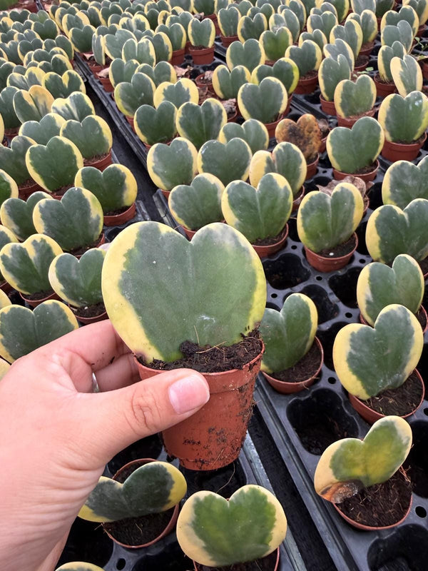 philodendron calkins gold care 2" Pot Philodendron Calkins Gold – Rare Tropical Houseplant, Golden Va – Coollective Plants