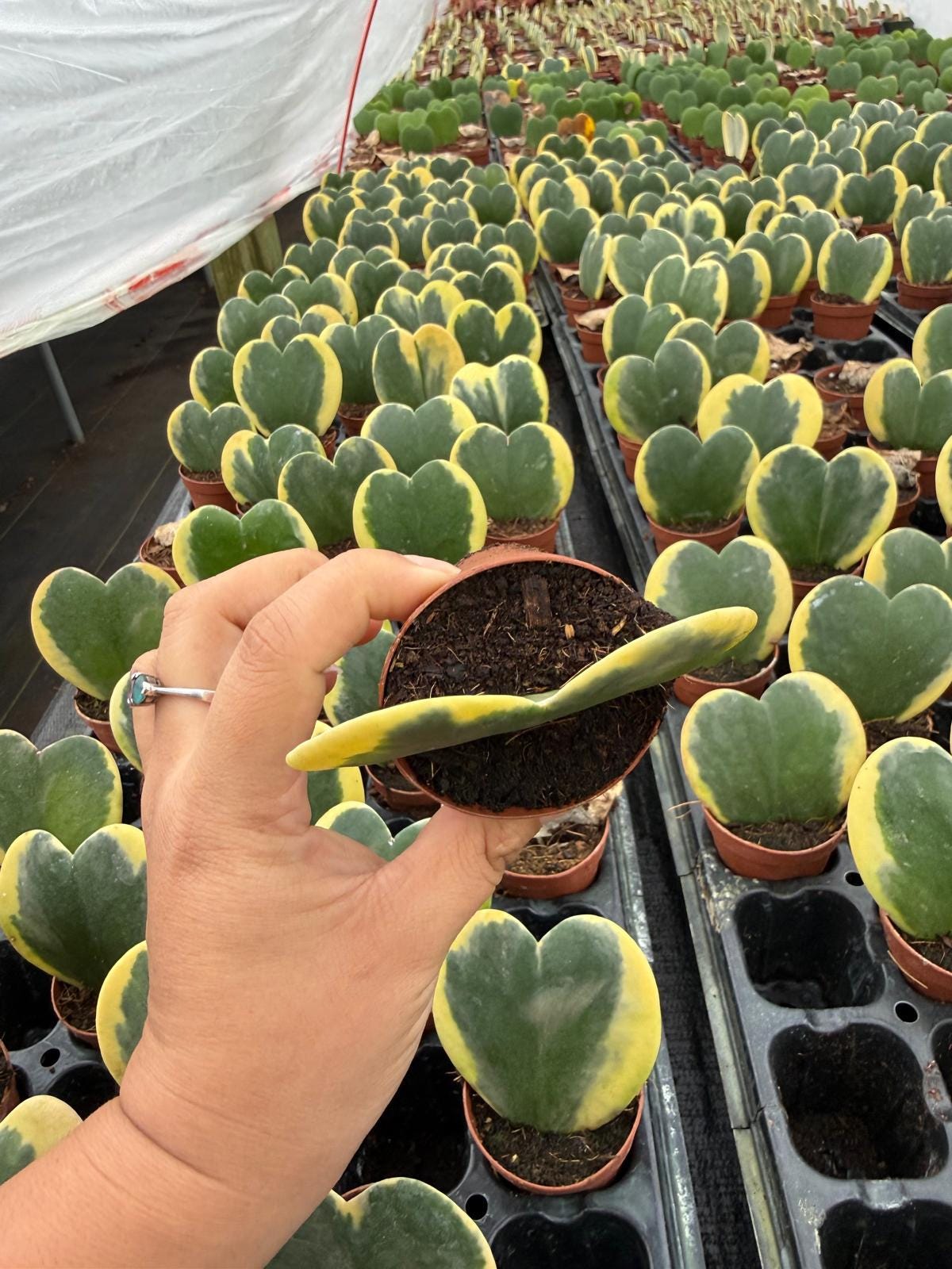 2" Pot Hoya Kerrii Variegated (Heart Plant) – Rare Variegated Hoya – Live Indoor Houseplant – Sweetheart Hoya – Easy Care Plant