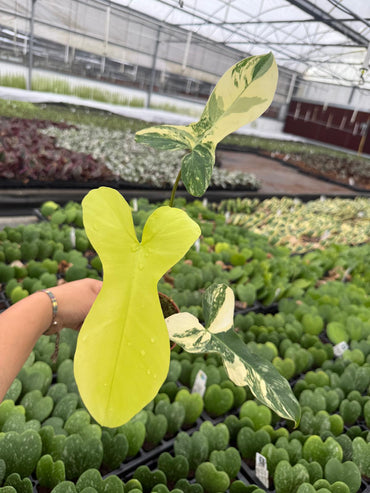 Philodendron Florida Beauty x Paraíso Verde – Rare Tropical Hybrid Indoor Plant