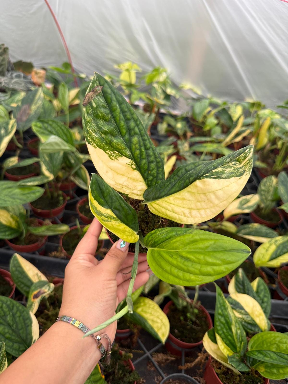 Monstera Peru Variegated – Rare Variegated Monstera Karstenianum Indoor Plant