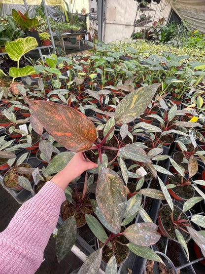 4" Pot Philodendron Sunspot – Rare Tropical Houseplant, Bright Green and Yellow Variegated Foliage, Indoor Plant for Home & Office
